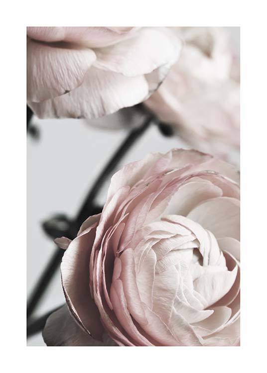 Pink Ranunculus Two Affiche / Photographie chez Desenio AB (3924)
