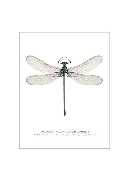Dragonfly White, Poster
