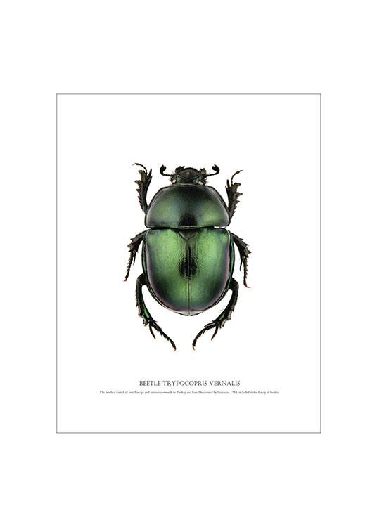 Beetle White, Poster