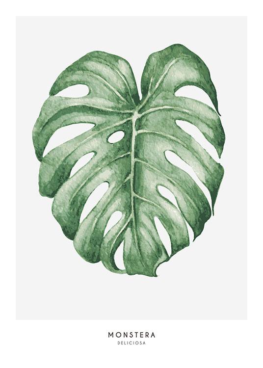 Monstera, Poster