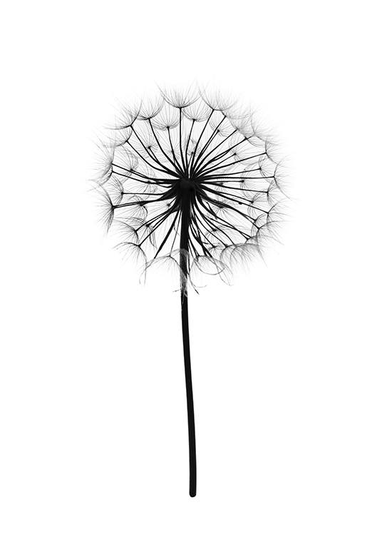 Dandelion, Affiche