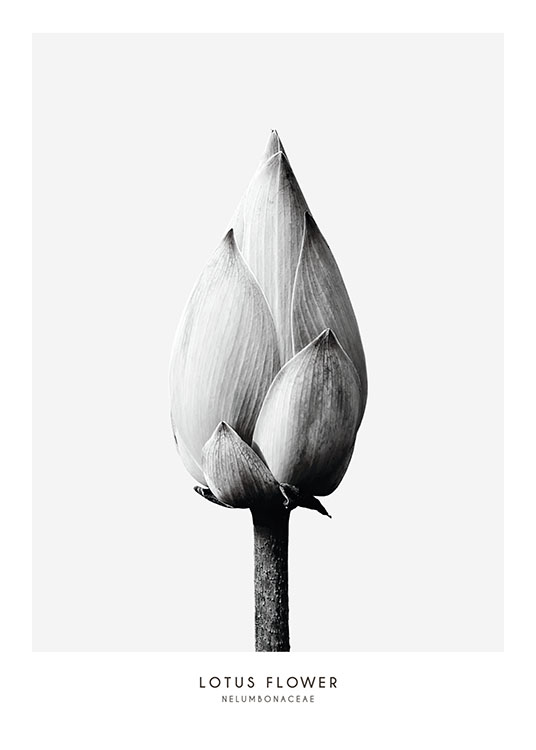 Lotus Flower, Poster / Botanik bei Desenio AB (7936)