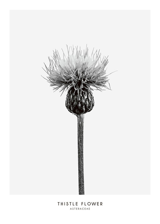 Thistle Flower, Print
