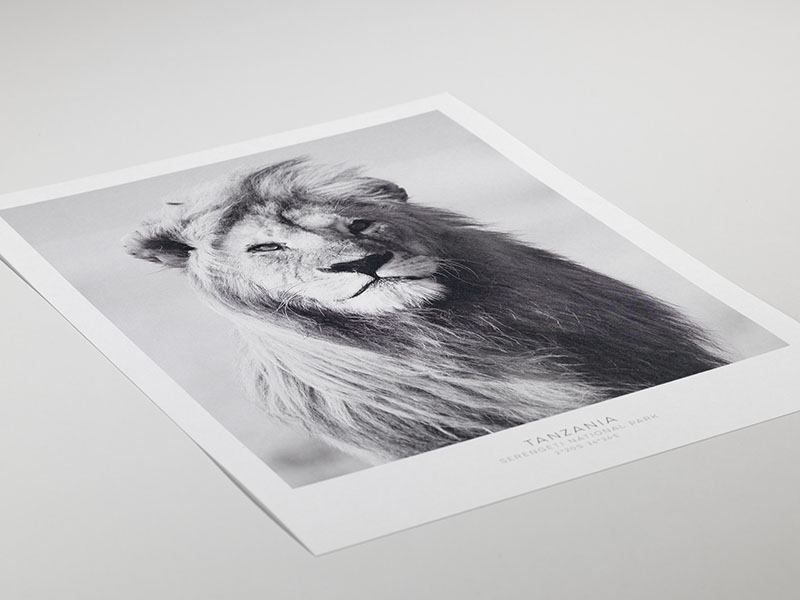  – Schwarz-weiß-Fotografie eines Löwen von vorne