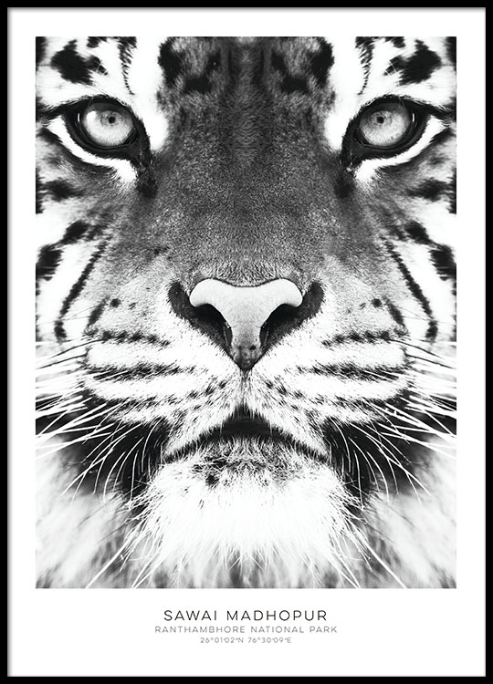 Affiche avec tigre Posters  noir  et blanc  desenio be