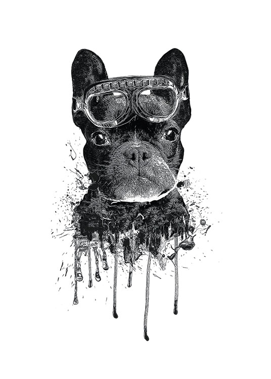 French Bulldog, Affiche