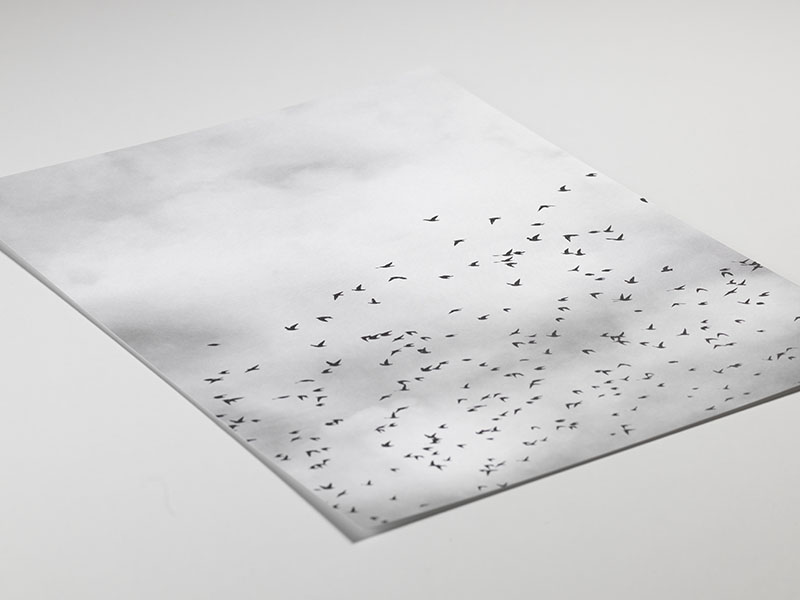 Bird Sky, Affiche / Nature chez Desenio AB (8257)