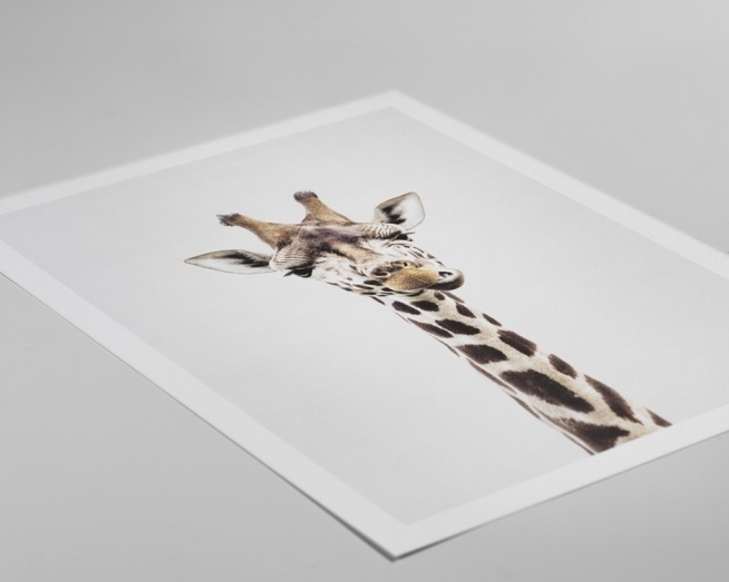 Baby Giraffe, Affiche / Girafes chez Desenio AB (8358)