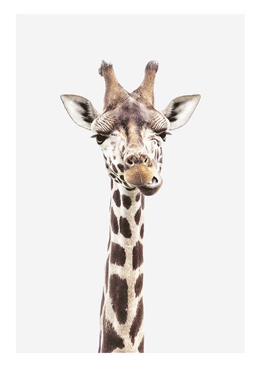 Baby Giraffe, Affiche / Girafes chez Desenio AB (8358)