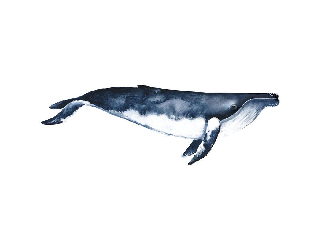 Humpback Whale Poster