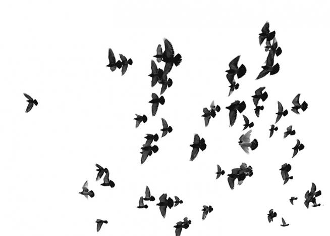 Flying Birds, Posters