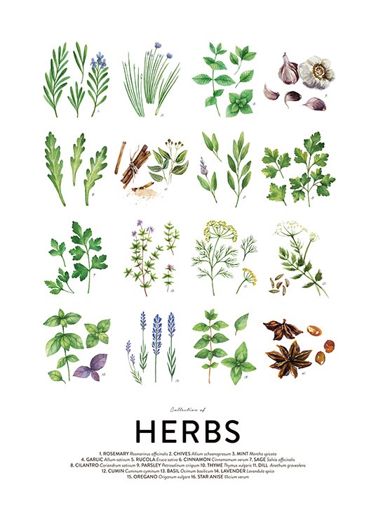 Culinary Herbs, Affiches / Recettes de cuisine chez Desenio AB (8589)
