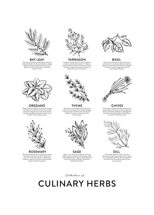 Collection Of Herbs, Poster