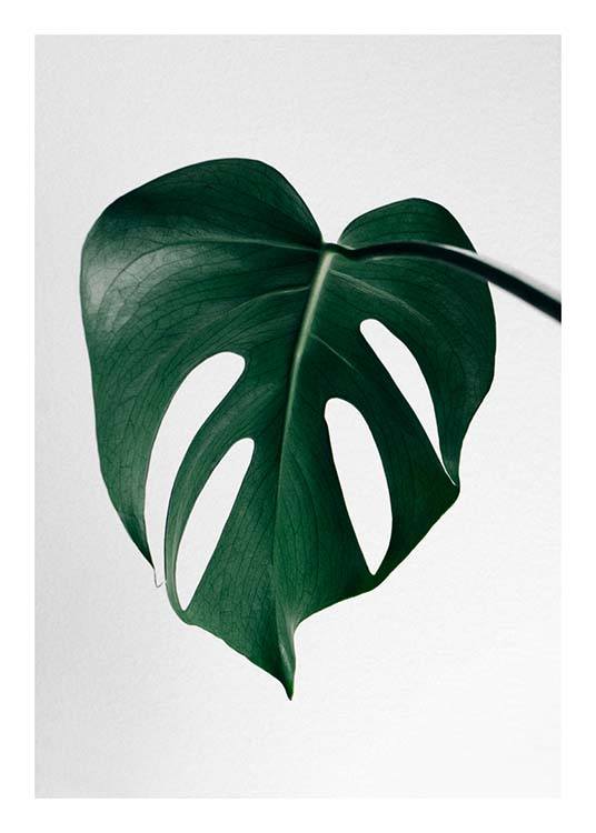 Monstera One Poster