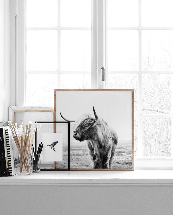 Highland Cow B&W Poster / Tiere bei Desenio AB (8826)