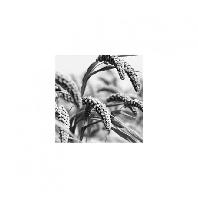 Jungle Rice Affiche / Noir et blanc chez Desenio AB (8911)
