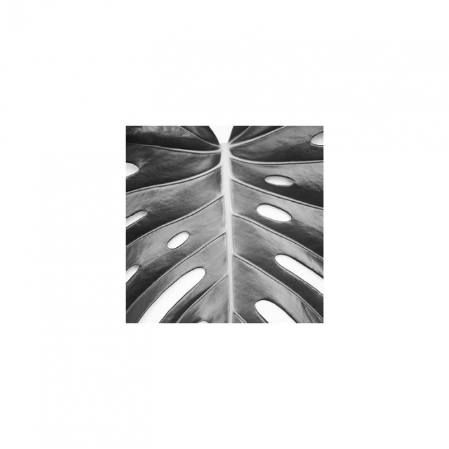 Monstera Deliciosa Affiche