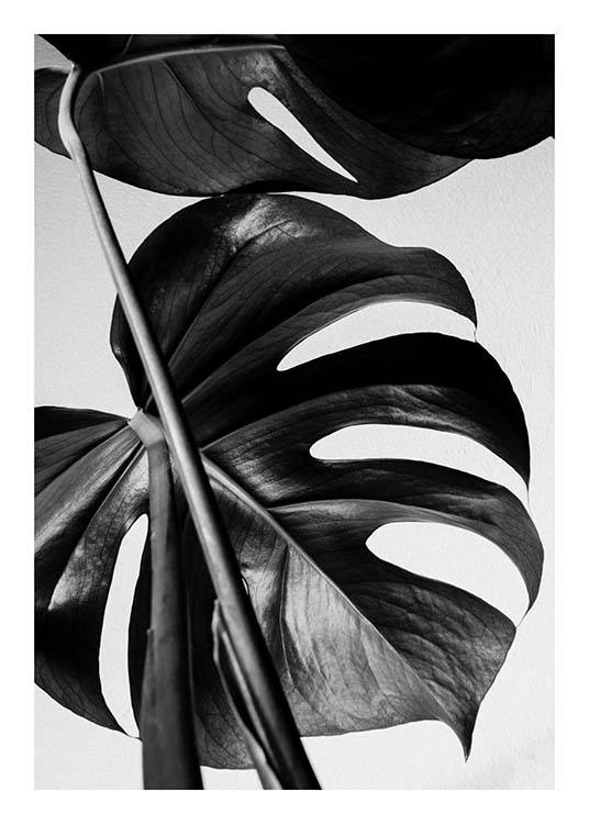 Monstera B&W One Poster