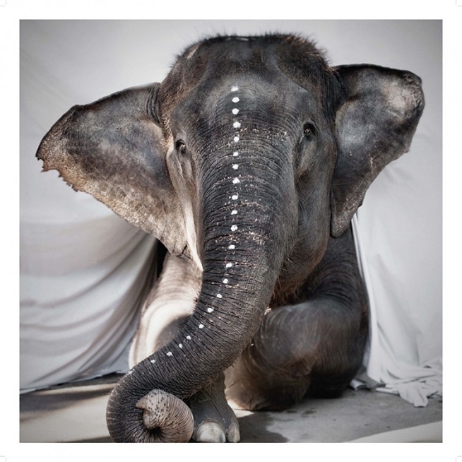 Love Warriors Adele Affiche / Photographie chez Desenio AB (Pre5631)